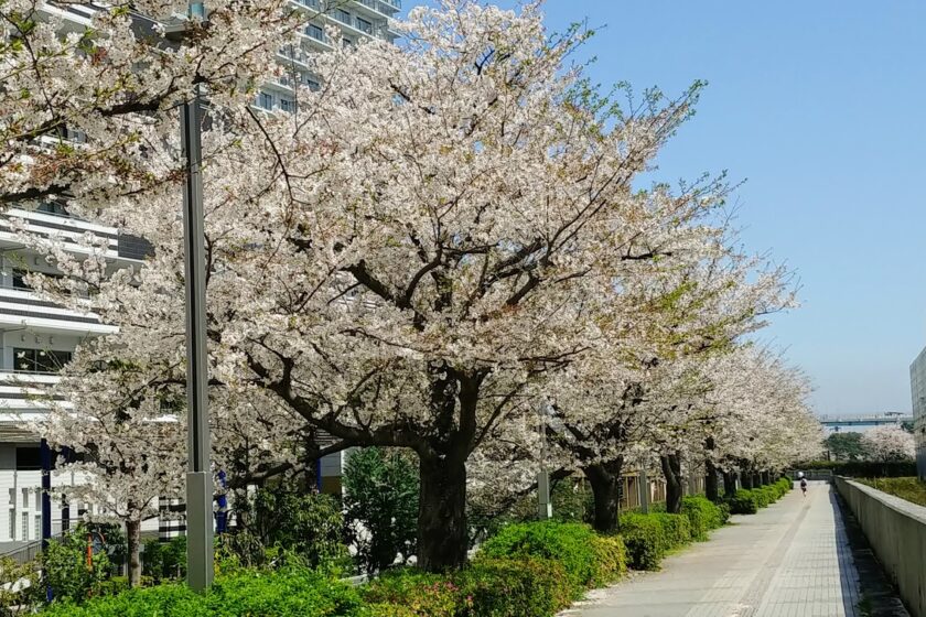 都内は桜の花が見ごろです@日本事務所